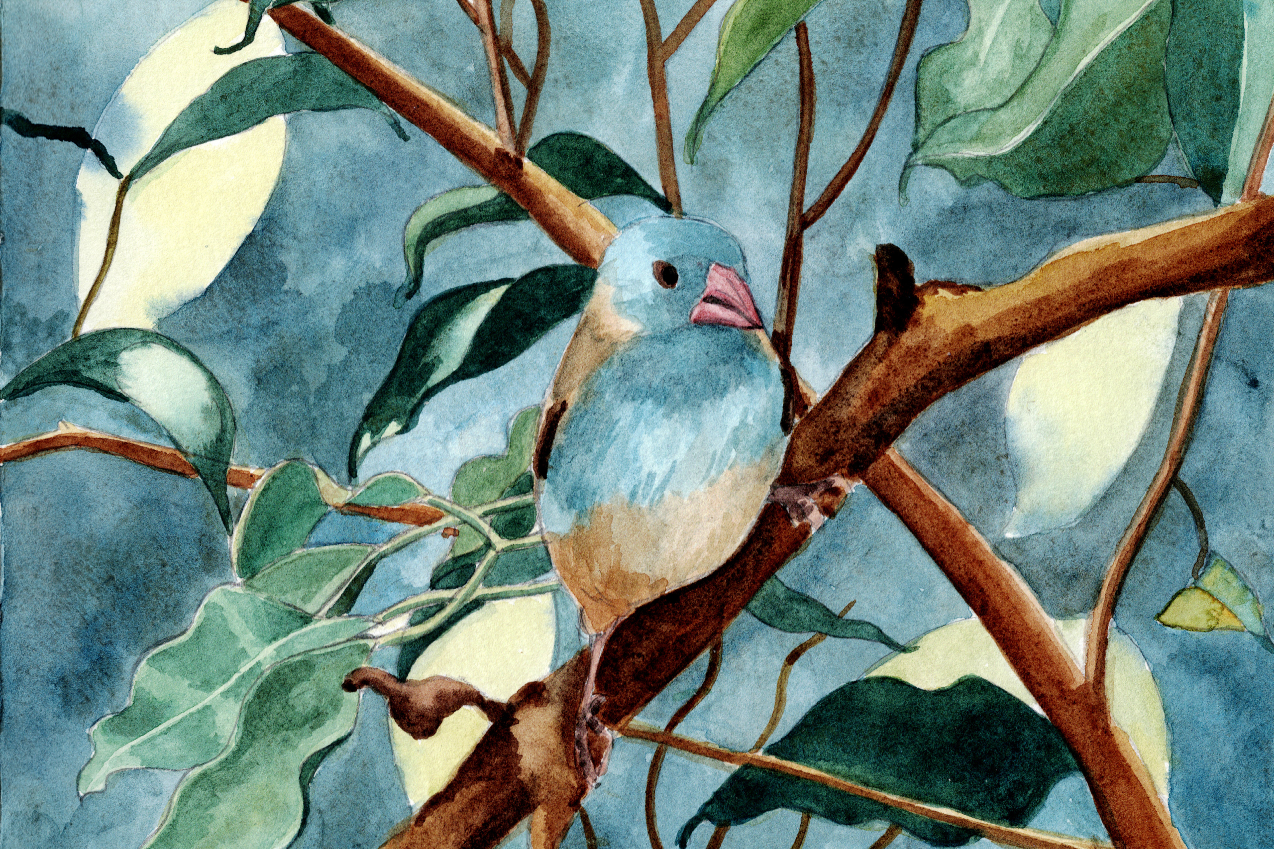 Blue-capped Cordon Bleu bird sitting on a branch.